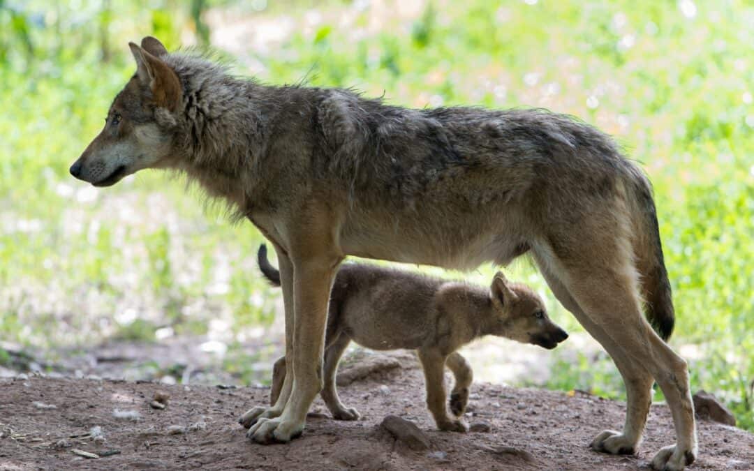 Wer hat Angst vorm bösen Wolf?