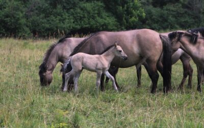 Neuer WWF-Bericht: Konik-Pferde bringen Schub für Artenvielfalt