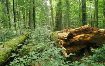 Kampf gegen die Waldkrise: WWF, Naturschutzbund und BirdLife präsentieren 12-Punkte-Plan für einen zukunftsfitten Wald