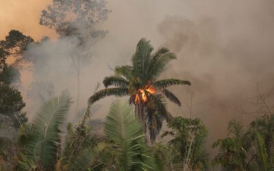 Noch immer fatale Brände im Amazonas-Regenwald