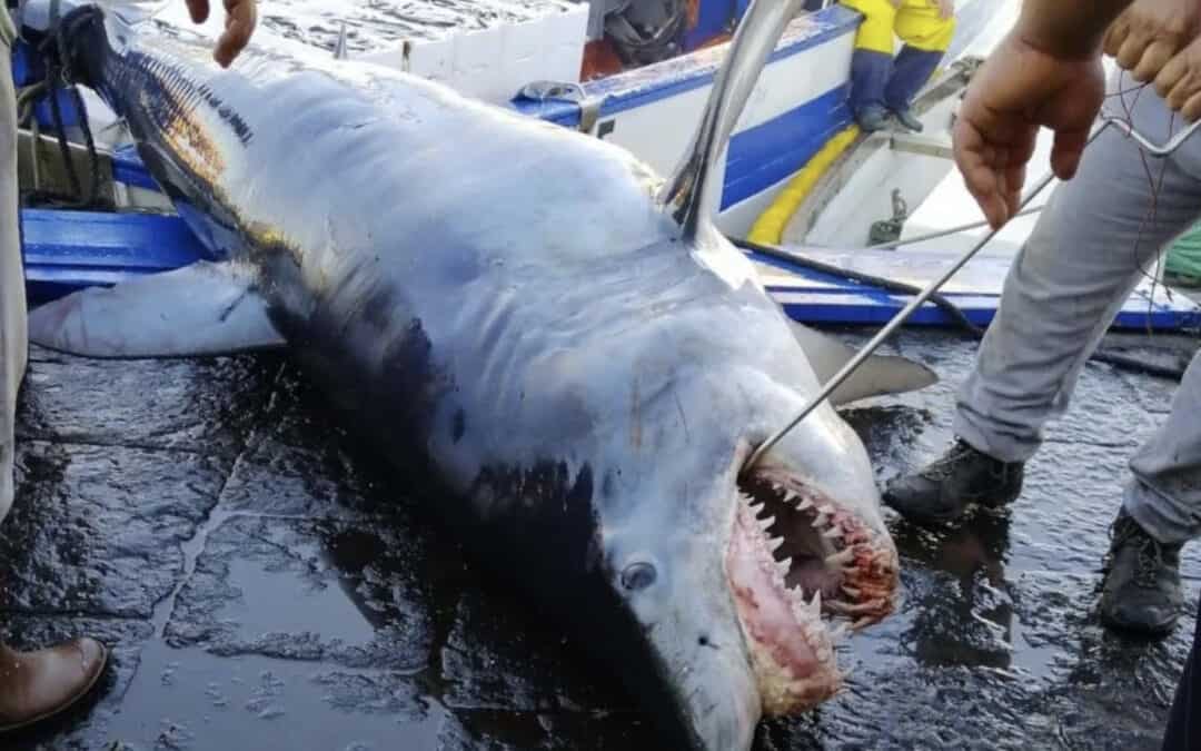 WWF: Schockbilder decken illegale Jagd auf Haie und Rochen im Mittelmeer auf