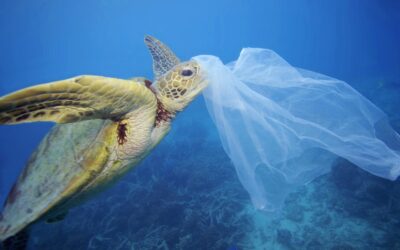 WWF: Interaktive Weltkarte zeigt massive Plastikverschmutzung der Ozeane