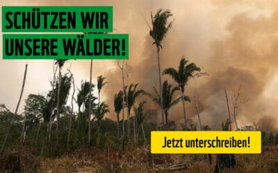 #together4forests: EU-weite Petition zum Schutz des Regenwaldes startet