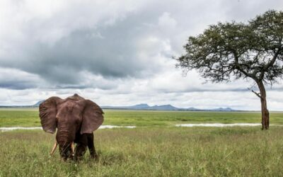 Neuer Naturschutzpakt soll Artensterben und Naturverlust aufhalten
