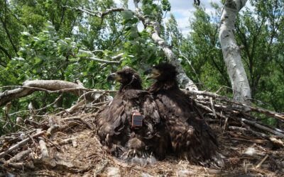 Rekord: Junger Nationalpark-Seeadler fliegt bis nach Weißrussland