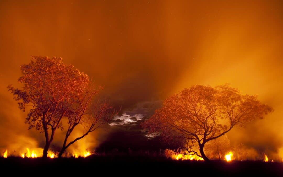 Rekord-Feuer im Pantanal bedrohen Natur und Tierwelt: Höchststand von 8.106 Bränden im September