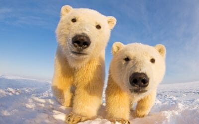 Ohren-Sender statt Halsband für Eisbären