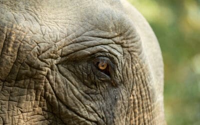 Die letzten 2000 Elefanten Myanmars sind in Gefahr