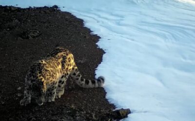 Video! Schneeleoparden erstmals so weit im Nordosten der Mongolei nachgewiesen