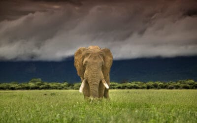 WWF zu Rote Liste-Update: Afrikanischer Waldelefant jetzt „vom Aussterben bedroht“