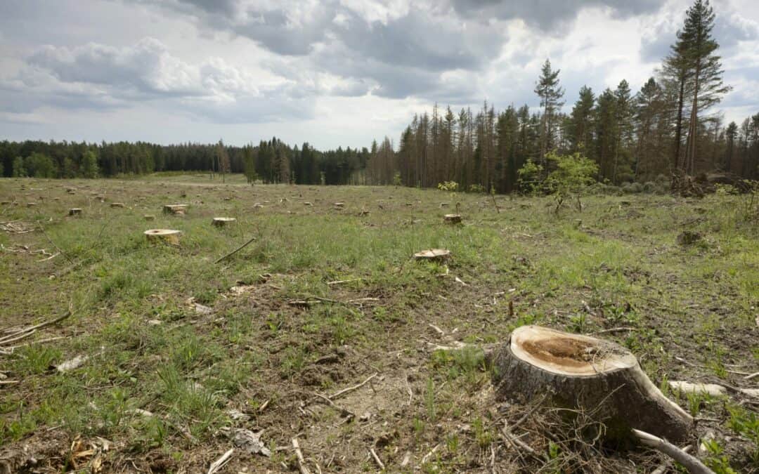Neuer WWF-Bericht: Nur 11 Prozent von Österreichs Wäldern sind in sehr gutem Zustand
