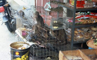 Ein Jahr nach Wuhan: WWF-Report warnt vor hunderten Wildtiermärkten in Risikogebieten
