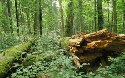 WWF und BirdLife: Neuer Waldfonds muss Naturwälder und Artenvielfalt unterstützen