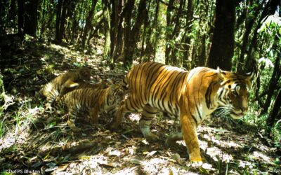 WWF: Verschollene Tigerin nach sechs Jahren mit Babys gesichtet