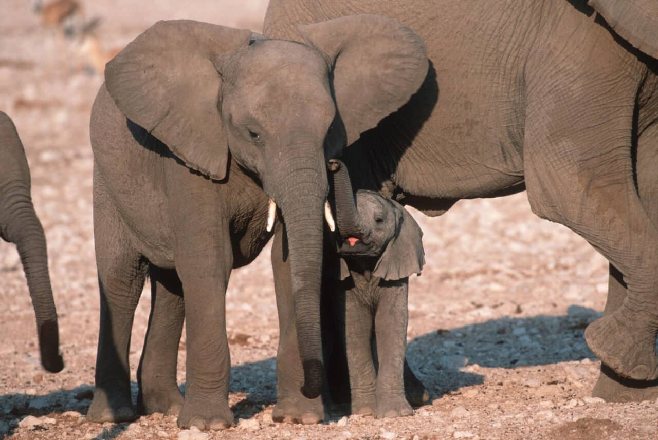 Elefanten sind Familientiere - WWF Österreich