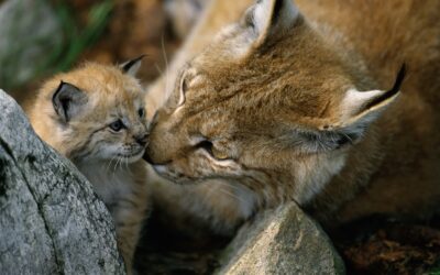 Tag der biologischen Vielfalt: WWF fordert Rettungspaket für bedrohte Arten