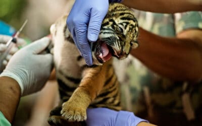 WWF: Thailand kündigt DNA-Testoffensive gegen illegalen Tigerhandel an