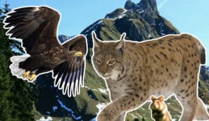 oesterreichs wildtiere