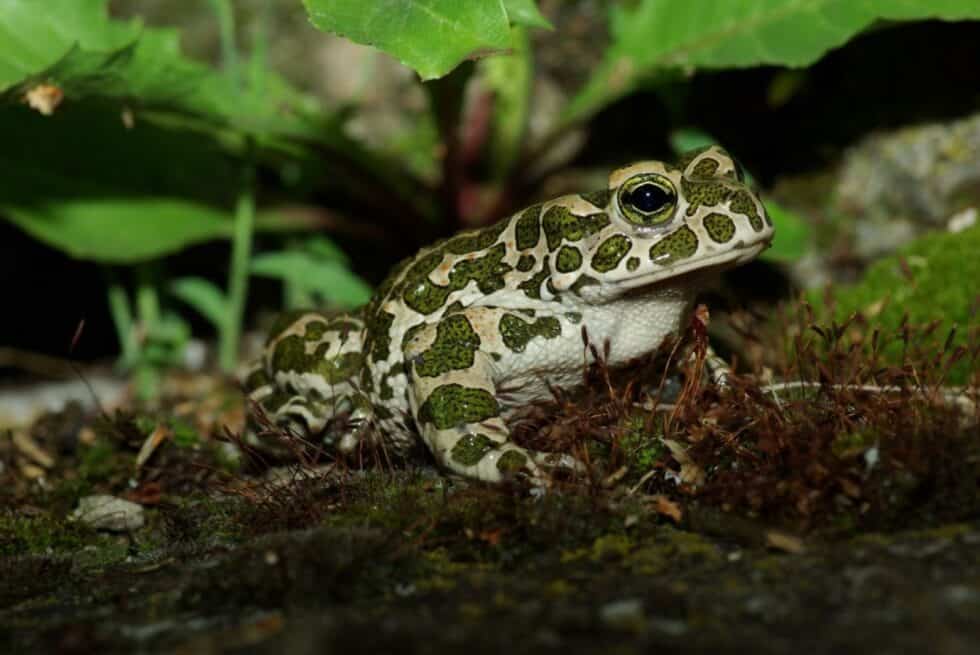 Frösche und Kröten nützliche Schneckenjäger! WWF Österreich