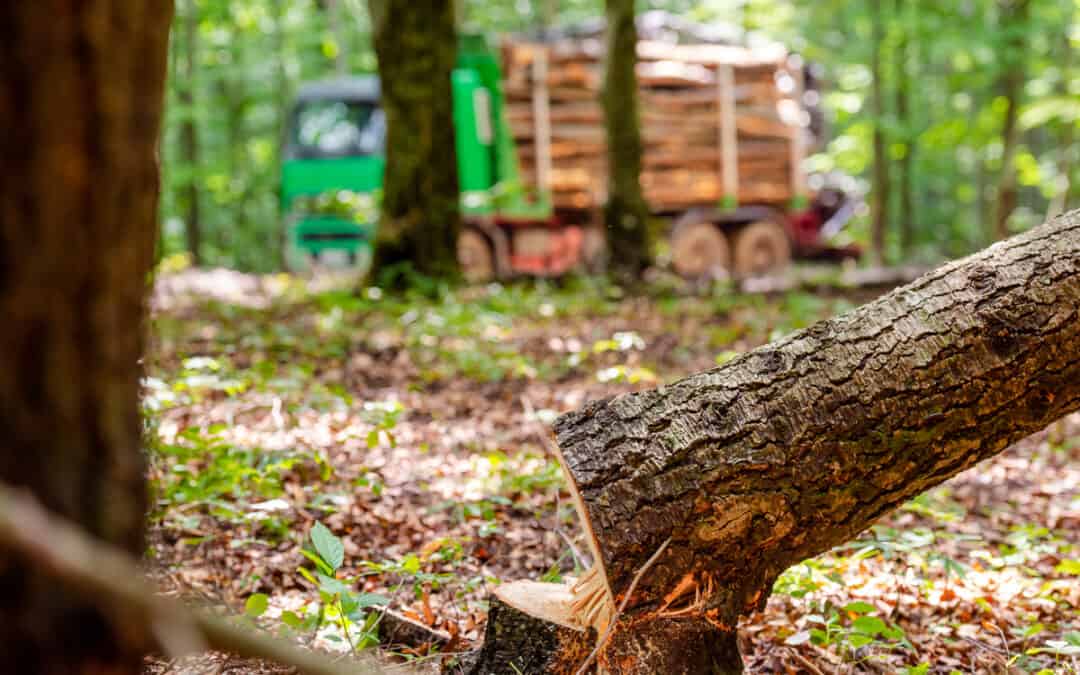 Neues Gesetz: WWF fordert Verschärfung beim Kampf gegen illegalen Holzeinschlag