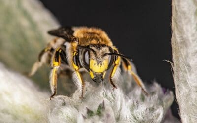 Bild der Woche: Der Biene droht der Untergang!