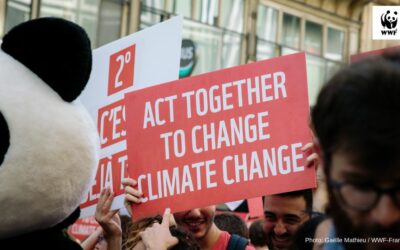 WWF zum EU-Klimapaket: „Zu wenig und zu spät“