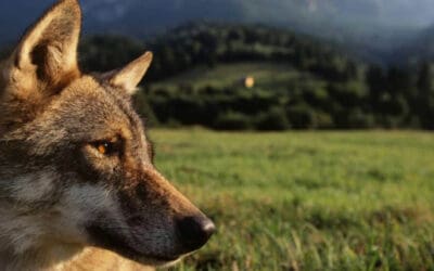 Salzburg: WWF fordert Herdenschutz-Offensive statt Wolfsabschuss