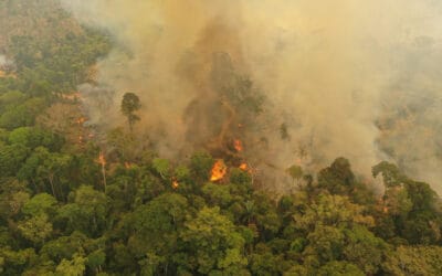 WWF zum Tag der Tropenwälder: 265 bedrohte Arten von Amazonas-Bränden besonders betroffen