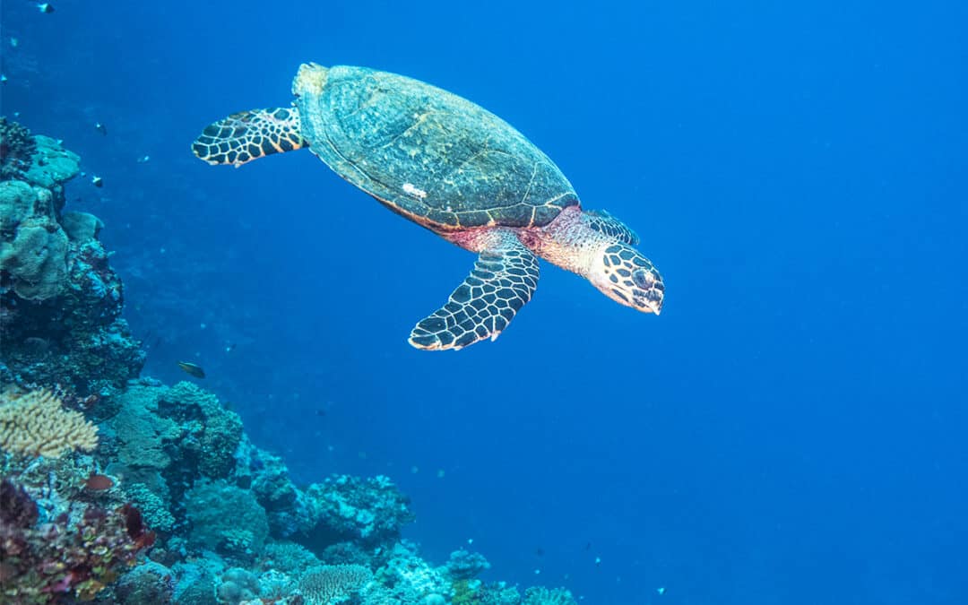 Patenschaft Meeresschildkröte