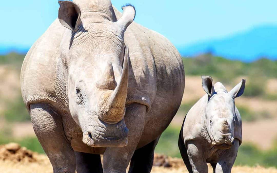 WWF zum Welt-Nashorntag: Die Wilderei in Südafrika ist zurück