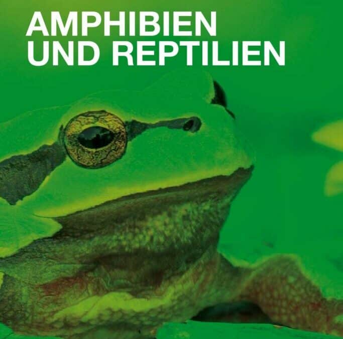 Auenreservat Information: Amphibien und Reptilien