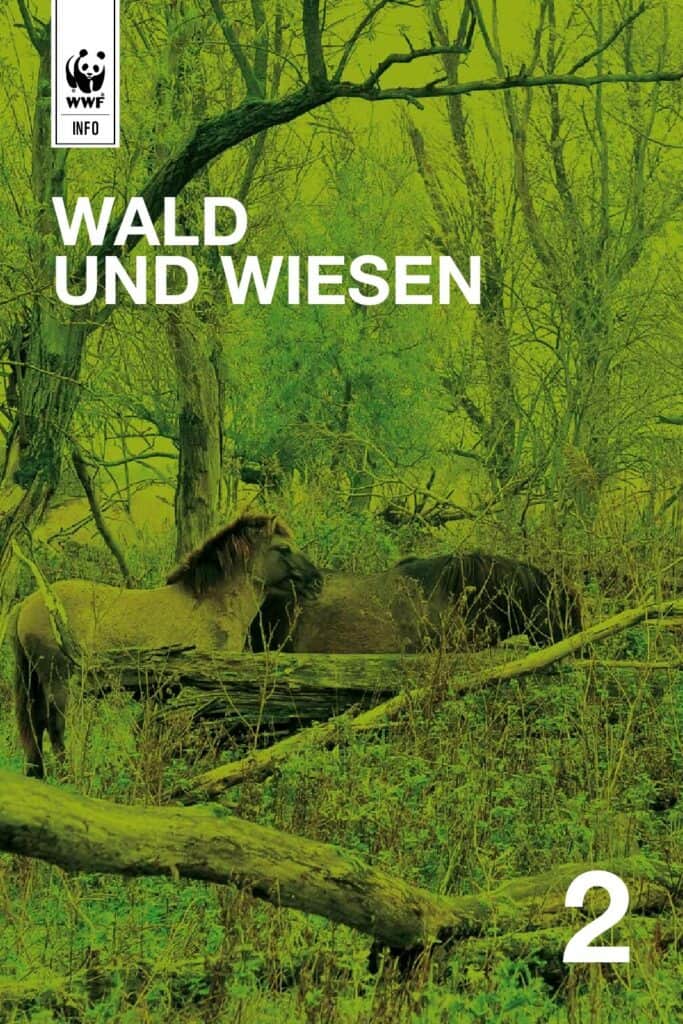 Auenreservat Information: Waldwiese