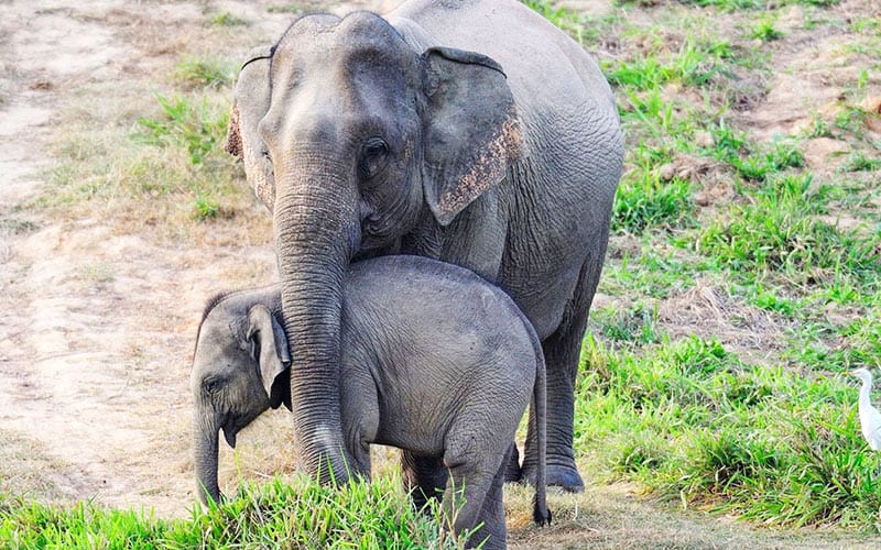 Asiatischer Elefant Mutter mit Jungem(c)Gordon Congdon