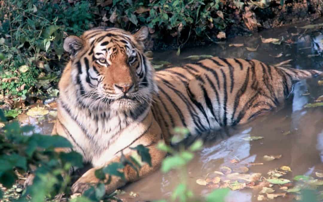 Russland macht ernst: Tierschmuggel wird zum Verbrechen erklärt