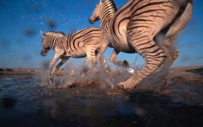 Zebras sind die Rekordwanderer in Afrika