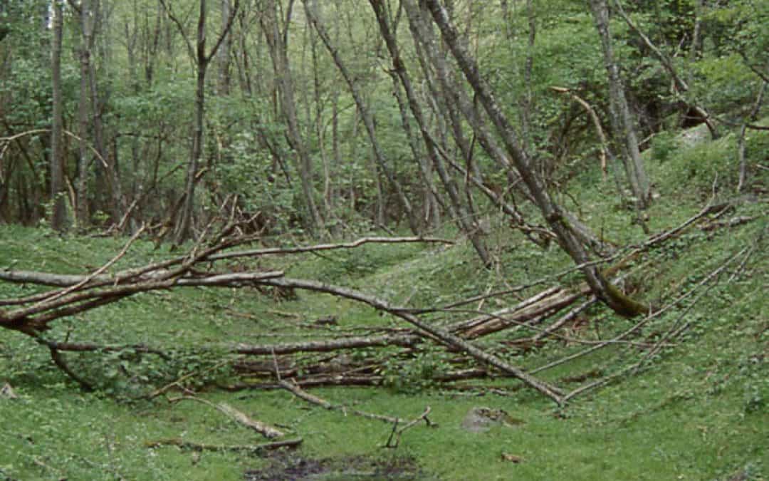 Motorsägen im Einsatz für die Natur: Waldpflege in der Kranebitter Innau