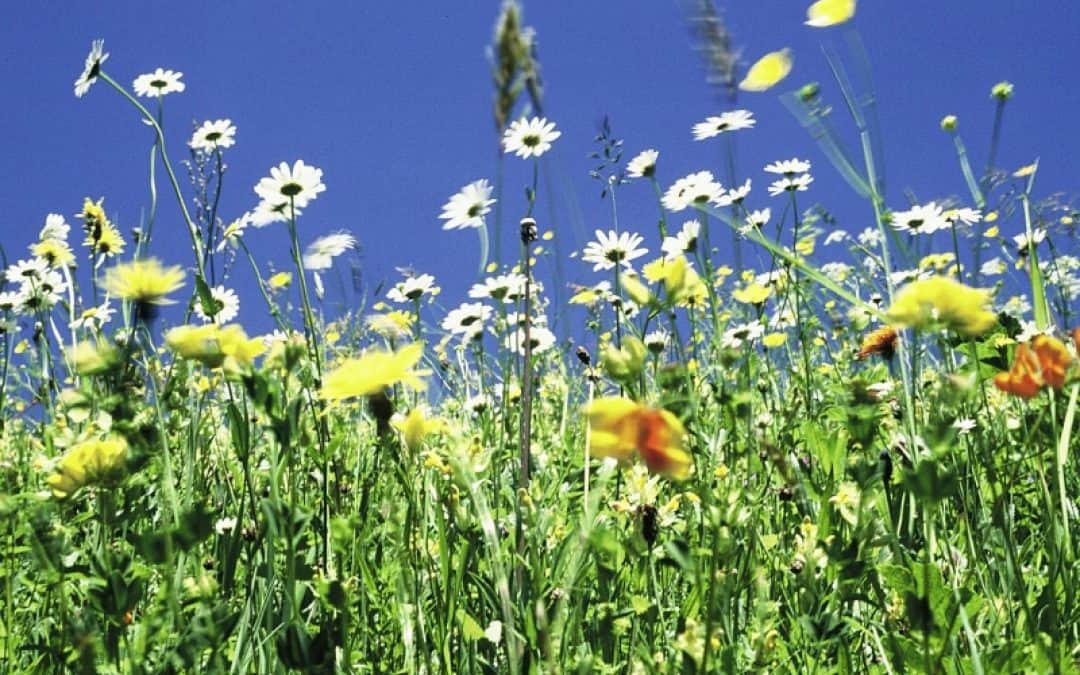 Bunten Blumenwiesen und Almen droht das Aus