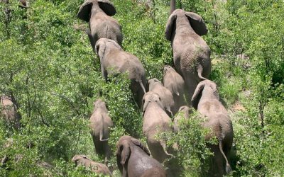 Großer Elefantenzensus in Afrika: Zahl der Savannenelefanten bricht um 30 Prozent ein