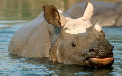 WWF meldet Erfolg: Keine Wilderei von Nashörnern in Nepal seit zwei Jahren