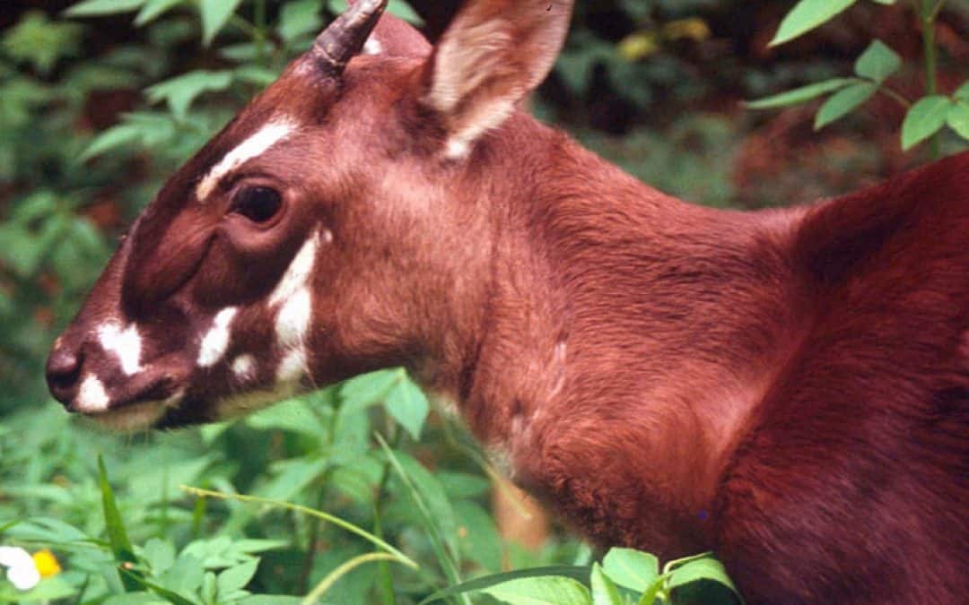 Morgen ist Saola-Tag: Das „asiatische Einhorn“ ist vom Aussterben bedroht