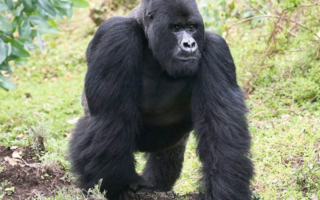 Afrikas ältester Nationalpark durch Ölbohrungen wieder bedroht