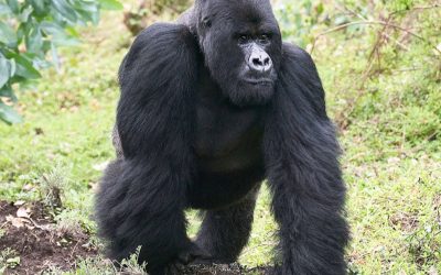 WWF: Holzkohle, Öfen und Honig retten die Berggorillas im Kongo
