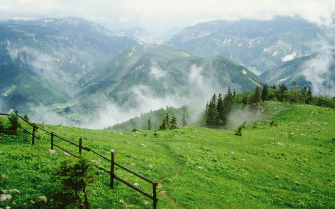 WWF: Schwarz-Grüner Koalitionspakt hat großen Nachholbedarf