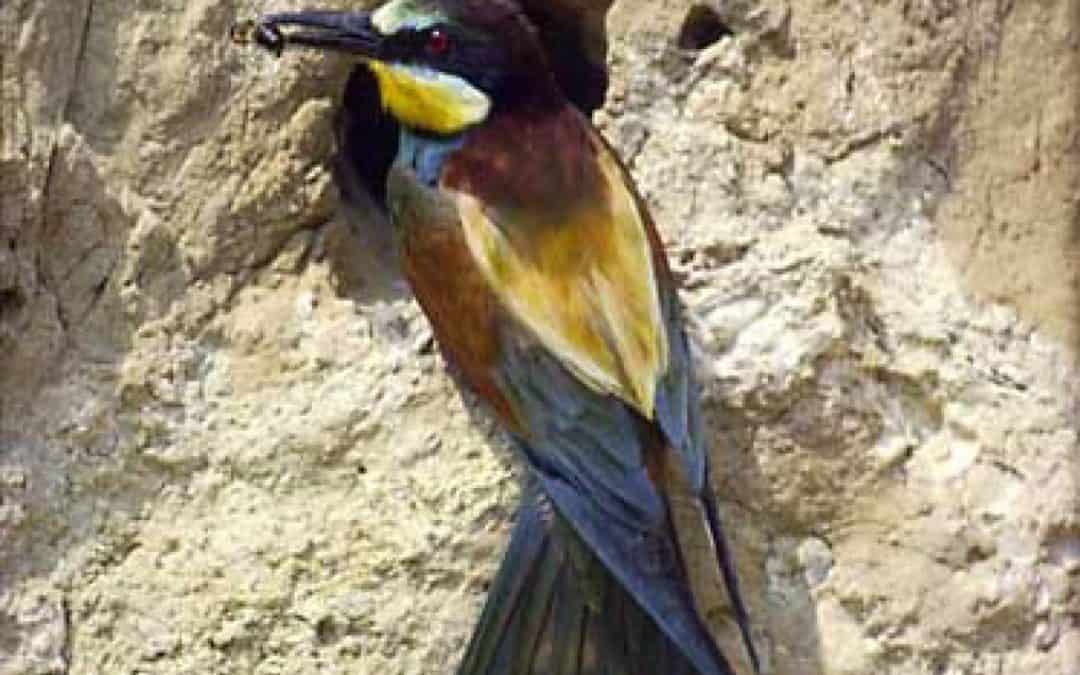 Tierische WM: Wer fliegt schneller, höher und weiter als ein Fußball?