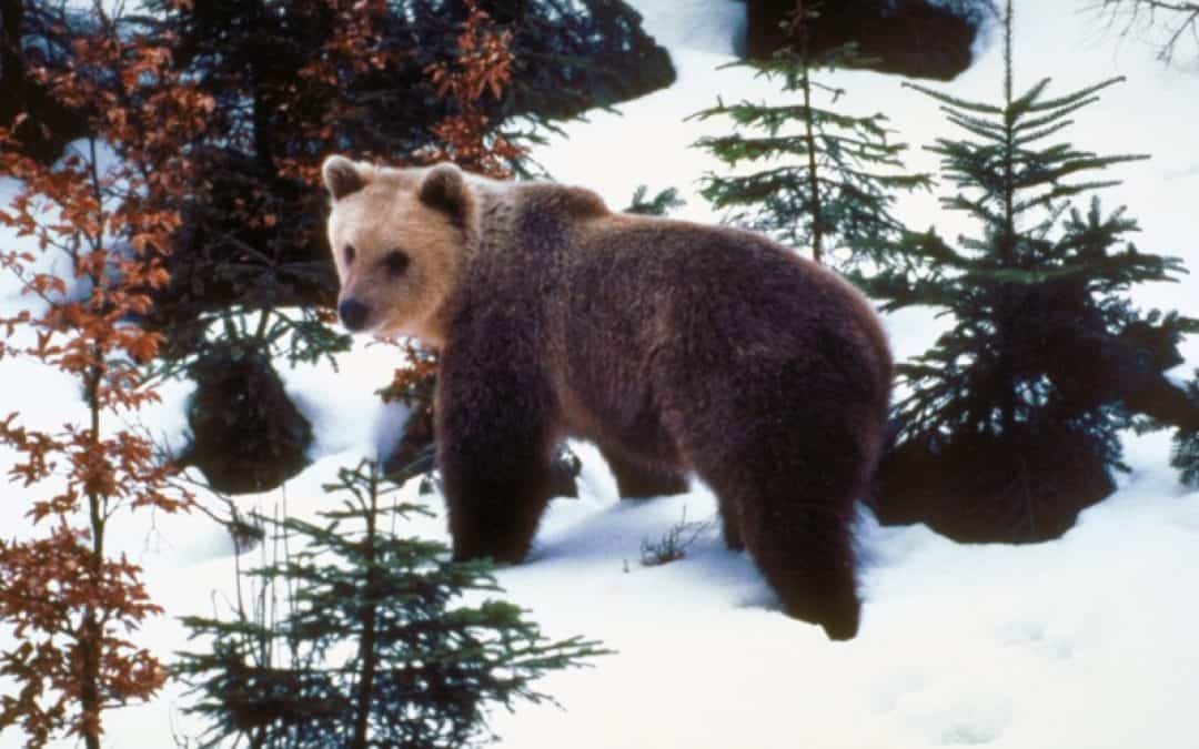 WWF: Alpenbären verabschieden sich in die Winterruhe