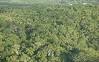 WWF warnt vor neuer Bedrohung des Amazonasregenwaldes