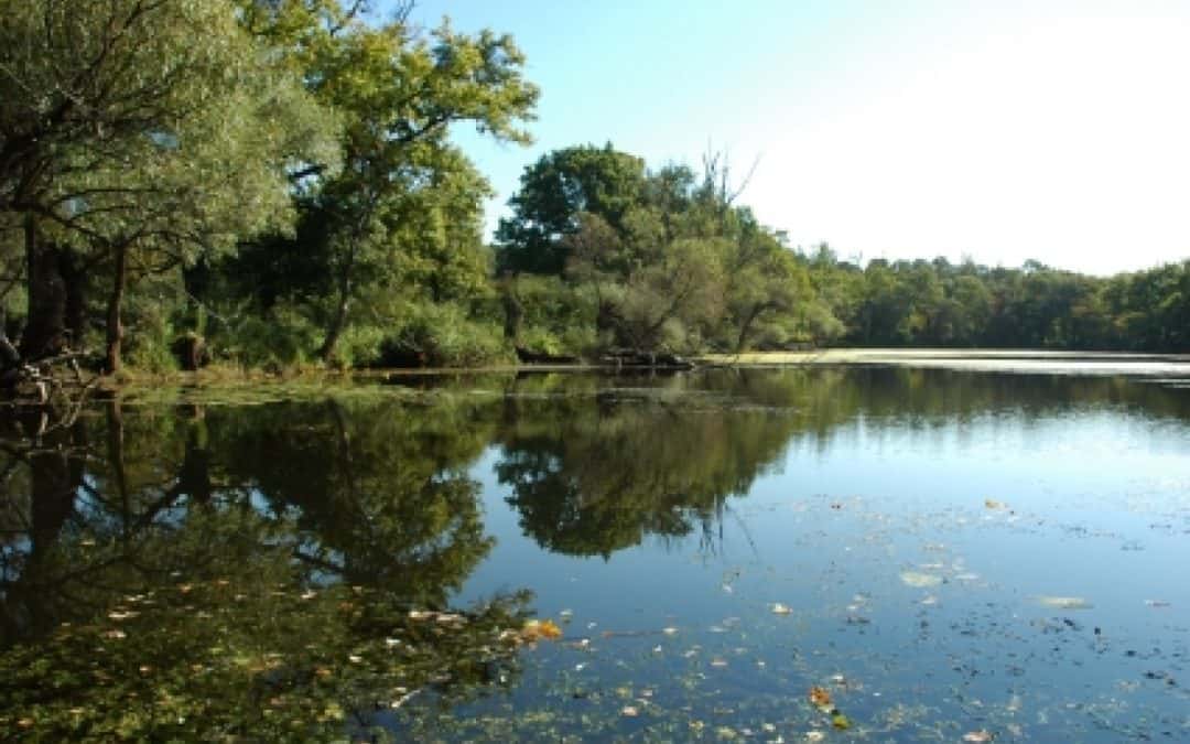 Landesumweltanwalt Burgenland: Naturschutzorganisationen über Entscheidung entsetzt