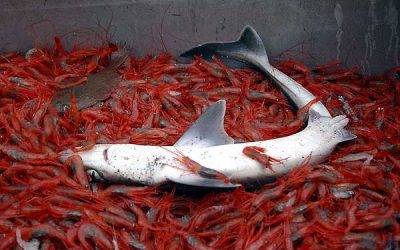 Jährlich landen 73 Millionen Haie in der Suppenschüssel