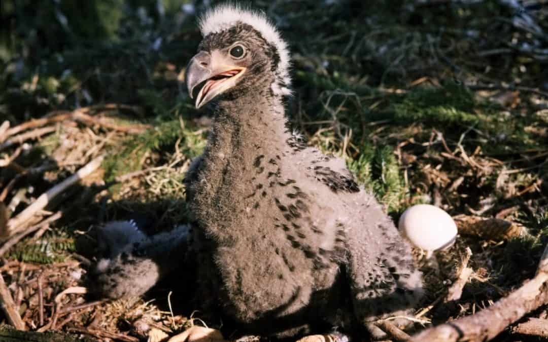 Ausgeflogen! 15 Seeadler-Jungtiere segeln durch die Lüfte