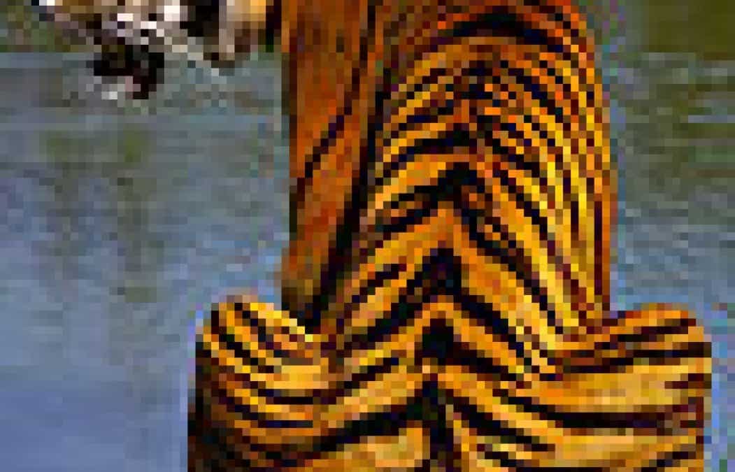 WWF ab heute mit Tiger-Ausstellung in Kärnten